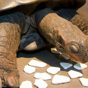 250 Years of Natural Sciences. Courtesy of Royal Belgian Institute of Natural Sciences