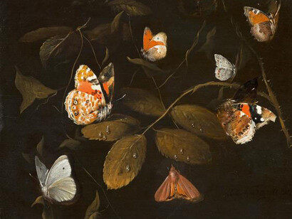 William Gouw Ferguson, Six Butterflies and a Moth on a Rose Branch