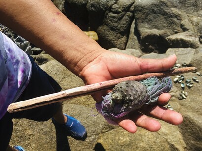 Il mollusco gasteropode marino utilizzato per la produzione del pigmento porpora