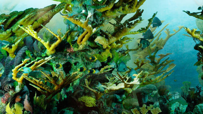 Milstein Hall of Ocean Life. Courtesy of American Museum of Natural History