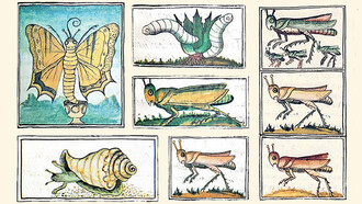 Insectos comestibles en códices mexicanos del Siglo XVI