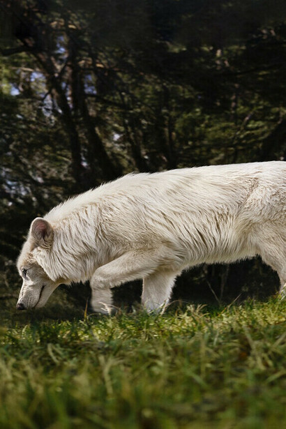 En la mitología, el lobo aparece como guardián liminal entre lo salvaje y lo humano, símbolo de fuerza que precede a la ley