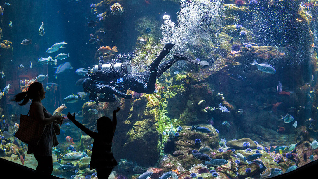 California Coast. Courtesy of California Academy of Sciences