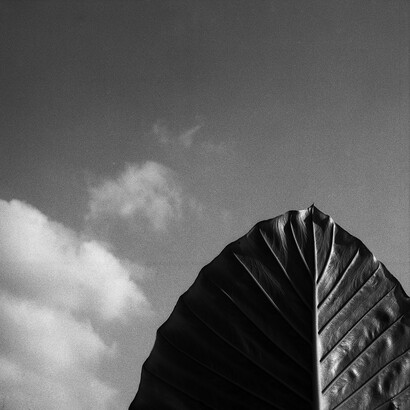 Foglia Series, The Waste Land di T.S. Eliot e il Sole di Sicilia, Palermo 2000 @ Giovanni Battista Maria Falcone – Bagheria, Italy