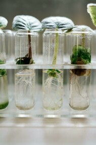 Plants growing in test tubes 