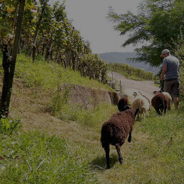 Join the movement towards ecological conscience and sustainable viticulture with Hoss Hauksson's avant-garde approach