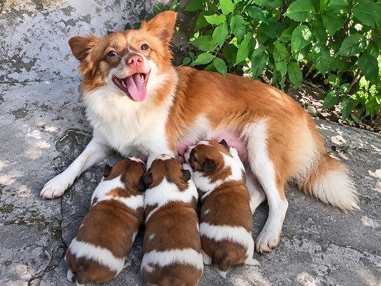 On 28 June 2026, five boys allegedly killed Wang Wang and her three puppies in Jieyang, China