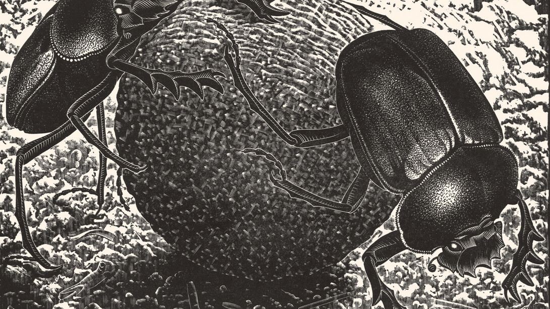 Maurits Cornelis Escher, Beetles, April 1935, xilography, 18,10 x 24 cm, Collezione Giudiceandrea Federico, All M.C. Escher works © 2015 The M.C. Escher Company. All rights reserved