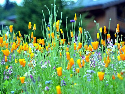Fiori a Megève, Alta Savoia