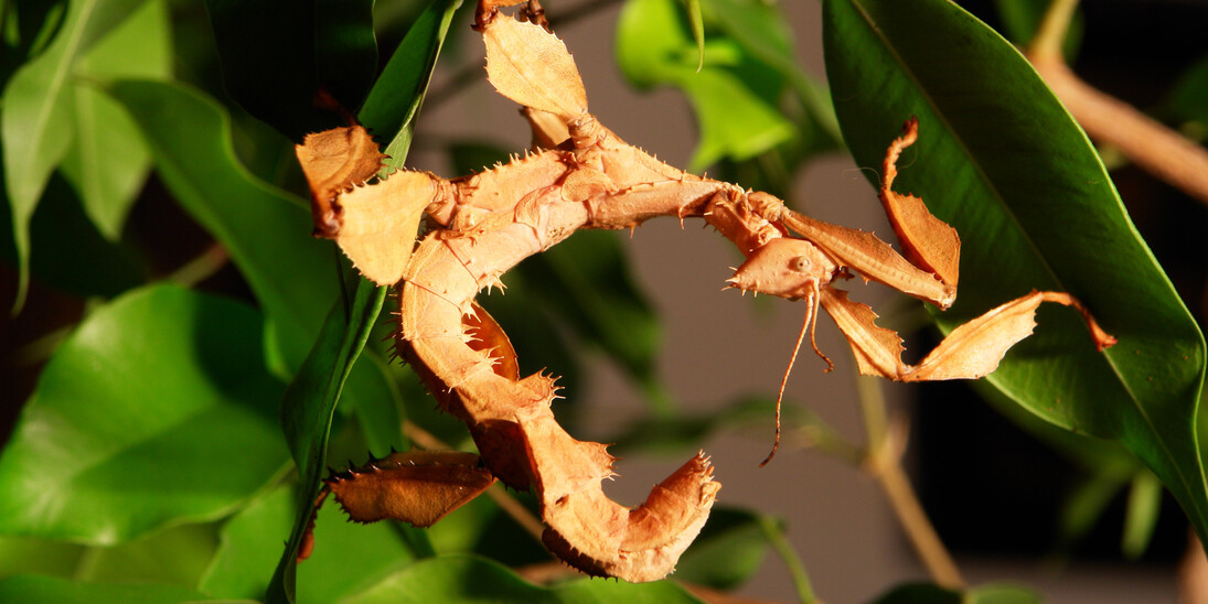 Insect Zoo. Courtesy of The Natural History Museum 