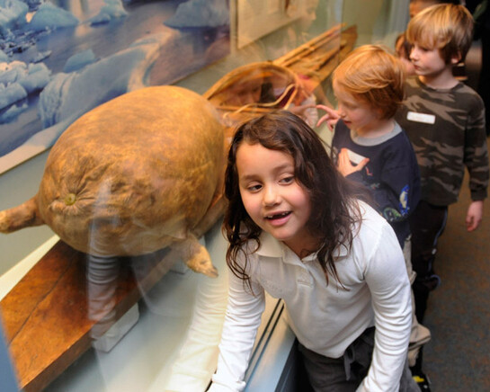 North American Indian Cultures. Courtesy of Denver Museum of Nature & Science