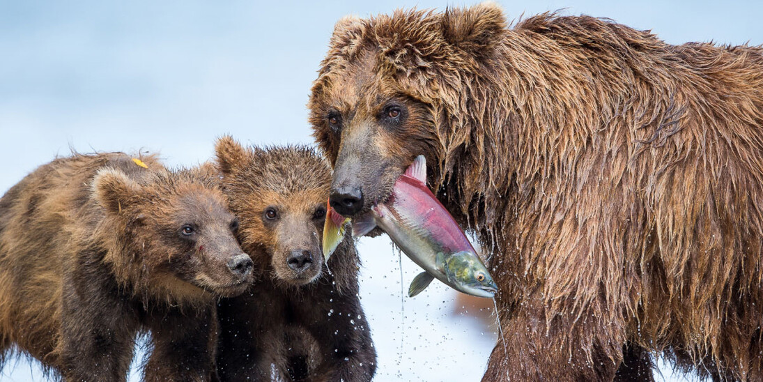 Wildlife Photographer of the Year. Courtesy of Royal BC Museum
