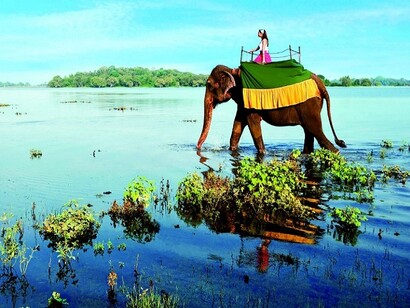An elephant walking on the beach