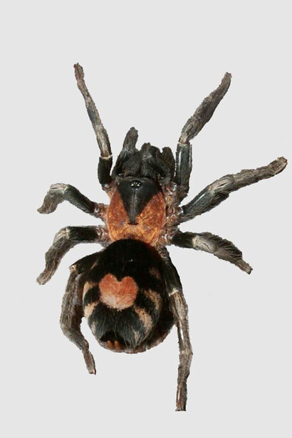 Tarántula tigre enana de Venezuela "Cyriocosmus elegans". Colectada y descrita de Venezuela por Eugène Louis Simon