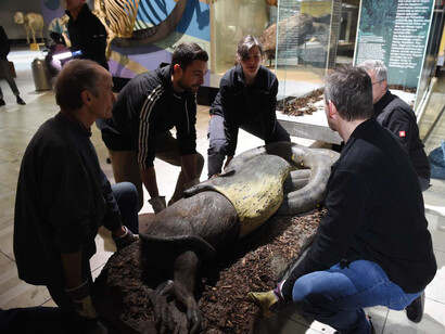 Anakonda, ausstellungsstück. Mit freundlicher genehmigung des Senckenberg Naturmuseums
