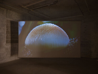 Zheng Mahler, Mushroom clouds, exhibition view. Courtesy of PHD Group