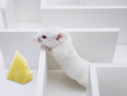 Los experimentos con animales siempre han sido objeto de debate