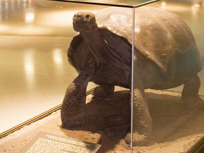 Hall of Reptiles and Amphibians. Courtesy of American Museum of Natural History