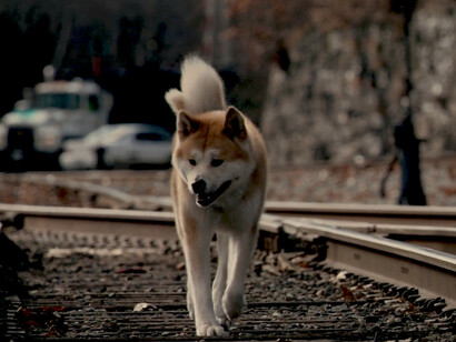 Un professore che fa il pendolare tra il posto di lavoro e casa, ogni sera al suo rientro il cane Hachiko lo aspetta alla stazione ferroviaria