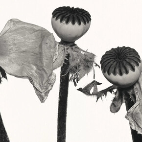 Irving Penn, Single oriental poppy (A), 1968. Courtesy of Pace Gallery