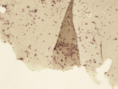 Detalle del alga Porphyra investigada por Kathleen Drew-Baker