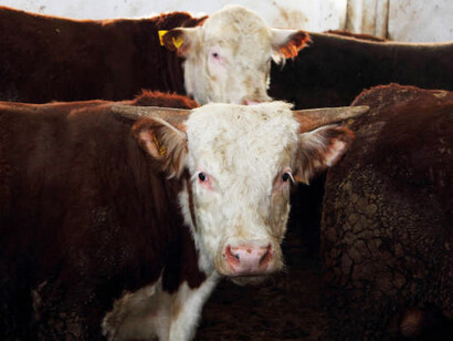 Cutting methane emissions in agriculture: a portrait of cows in a barn on a livestock beef farm, highlighting the carbon footprint of livestock