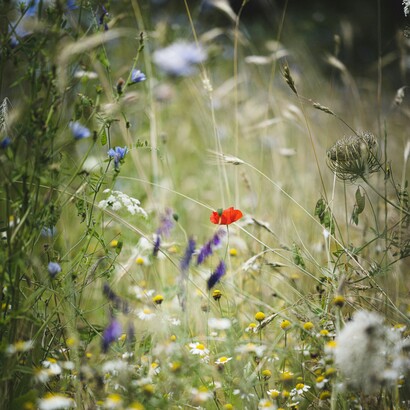 In tempi di crisi, la cultura non è un lusso, ma un antidoto: ci salva dalla barbarie, dall’oblio, dal vuoto