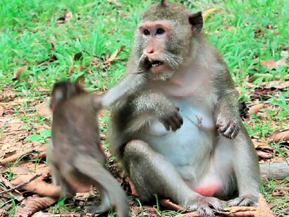 For animals weaning is unconditionally under maternal control