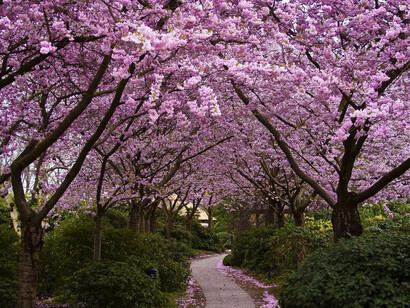 Haiku. Jardín primaveral