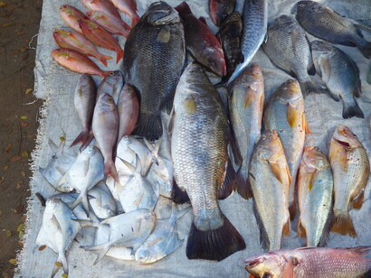 Mercato del pesce, poco dopo l'alba. Ph Anna Lauvergnac