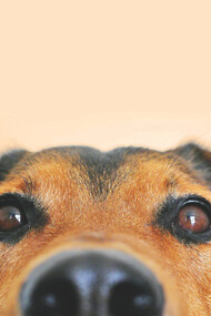 É estranho, mas o amor pelos cães ou por outros animais de estimação instala-se com a leveza de um mimo e a força de uma raiz. Começa num passeio e acaba numa vida inteira. Cresce devagar e, de repente, quando a pessoa dá por si, já está a planear os horários para estar mais tempo com eles, levar biscoitos escondidos nos bolsos. Ficamos com o coração apertado quando estão doentes. E começamos a ter medo…. sim, medo. Porque o amor pelos cães e outros animais de estimação, esse amor tão puro, vem sempre acompanhado de uma pequena tragédia anunciada… sabemos desde o início que um dia vão partir. Sabemos que os seus anos correm mais depressa do que os nossos e, mesmo assim, deixamo-nos amar por eles… ou será o contrário? Talvez sejamos nós os privilegiados por sermos escolhidos por eles