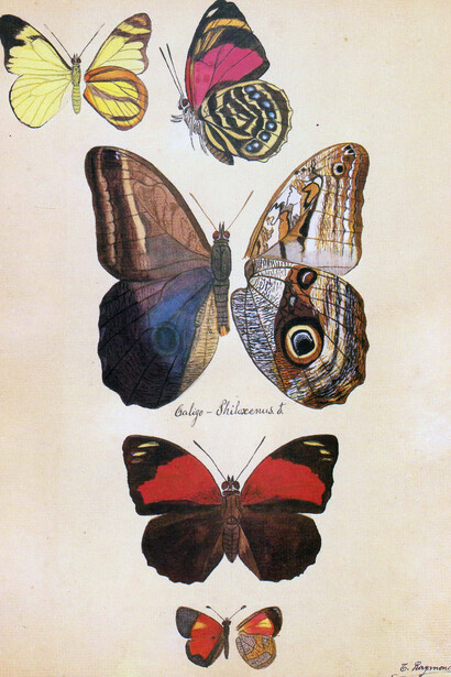 A esta lámina en particular se refiere el entomólogo René Lichy afirmando que si Théophile Raymond hubiera logrado publicar su trabajo de los Lepidópteros de Venezuela, esta hubiera sido la primera cita de un Agrias en el país. Arriba al centro y la tercera imagen es el Nymphalidae «Agrias amydon bogotana». El ejemplar de arriba, a la izquierda, es el Pieridae «Cunizza hirlanda minturna». El segundo ejemplar de arriba hacia abajo es el Nymphalidae «Caligo oileus». El último ejemplar es otro ninfalido, «Callidula thysbe»