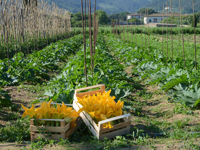 Prodotti dell'orto biologico