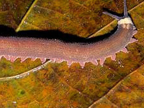 Zoology collections. Courtesy of Natural History Museum 