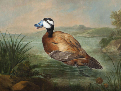 Philipp Ferdinand de Hamilton, A Ruddy Duck