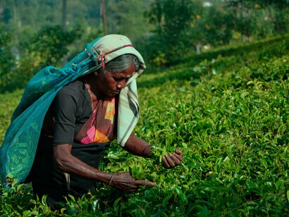 Woman working on crops