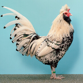 Christopher Williams, Standardpose [Standard Pose], 1,0 Zwerg-Brabanter, silber, Düsseldorf 2013 (Vera Spix, Elsdorf), Ring number: EE-D13 13‐901, green. Studio Rhein Verlag, Düsseldorf, November 21, 2013, 2014, Private Collection, London, Image courtesy Galerie Gisela Capitain, Cologne and David Zwirner, New York/London