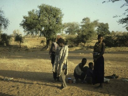 Le coltivazioni delle cipolle