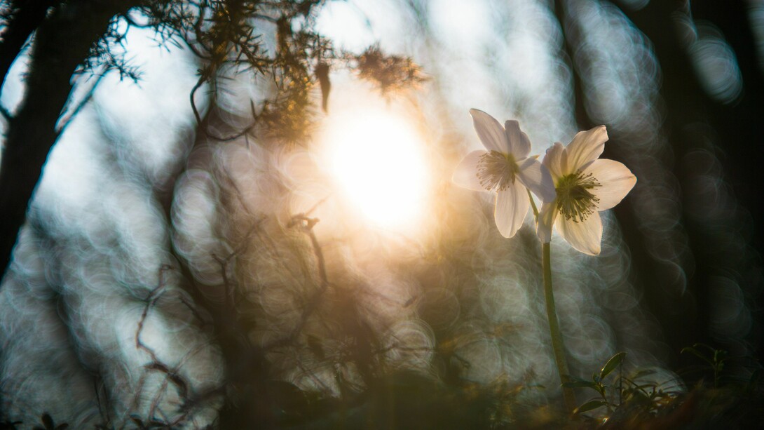 Semi di luce e di benessere