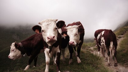 ¿Un futuro más «agradable para las vacas?