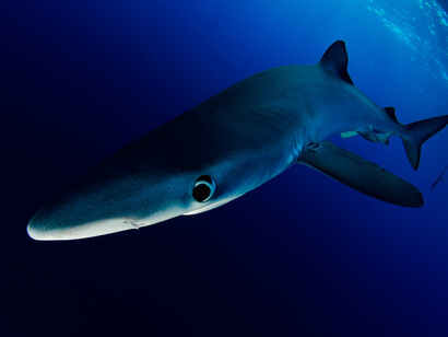 Tiburón azul o tintorera