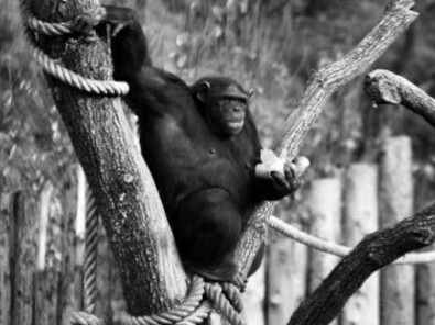 Monkeys prove to be weighted and more calculating than we are