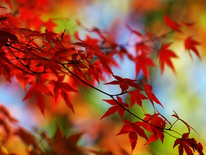 I colori dell'acero giapponese