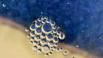 Le terme hérédité vient du latin hereditas signifiant en français « ce dont on hérite »