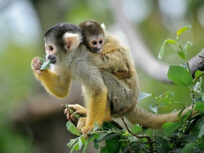 Gli infanticidi negli animali, in generale, sono spontanei