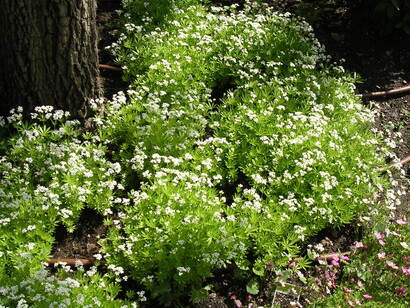 Allegre tappezzanti bianche e rosa