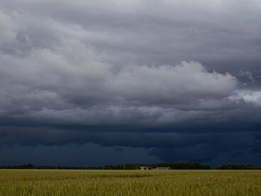 Uma plantação de trigo verde se estende sob nuvens escuras que anunciam a possibilidade de chuva intensa. Durante os períodos mais úmidos, o excesso hídrico pode prejudicar o desenvolvimento das culturas e favorecer a ocorrência de doenças fúngicas