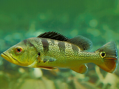 Pez tucunaré o pavón, habitante de los ríos Orinoco, Amazonas y afluentes; en Venezuela, Brasil, Colombia, Bolivia, Perú, Ecuador y Panamá