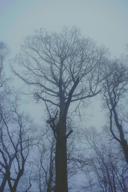 Árboles secos en un bosque en la neblina