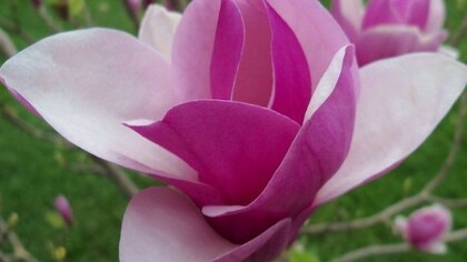 Una magnolia in piena fioritura